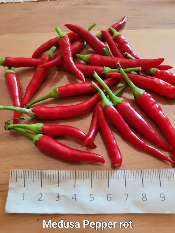 Chili / Paprika: Medusa Pepper Naschzipfel rot	Schärfe:	0-2	Höhe:	20cm