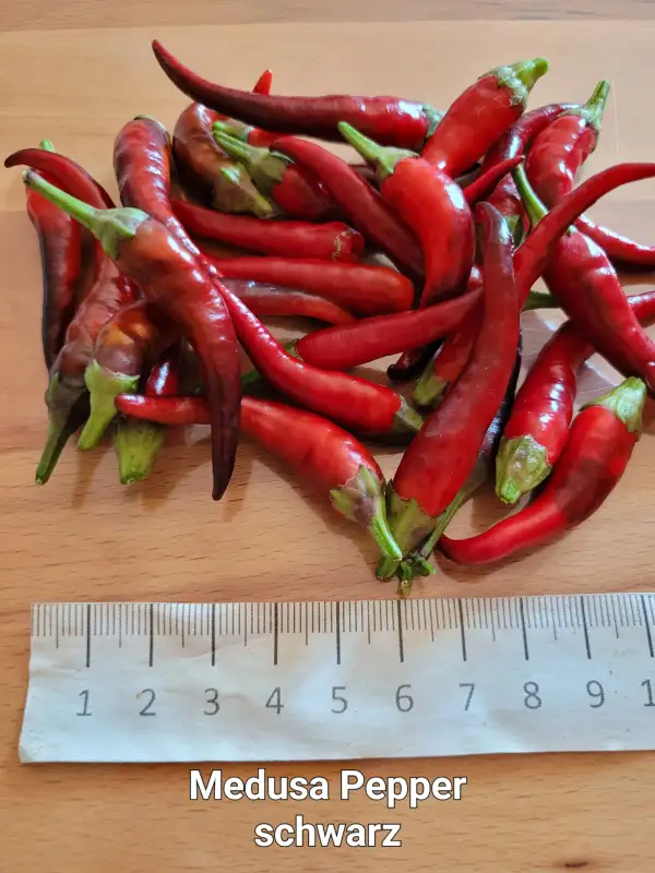 Chili / Paprika: Medusa Pepper Naschzipfel schwarz	Schärfe:	0-1	Höhe:	20cm