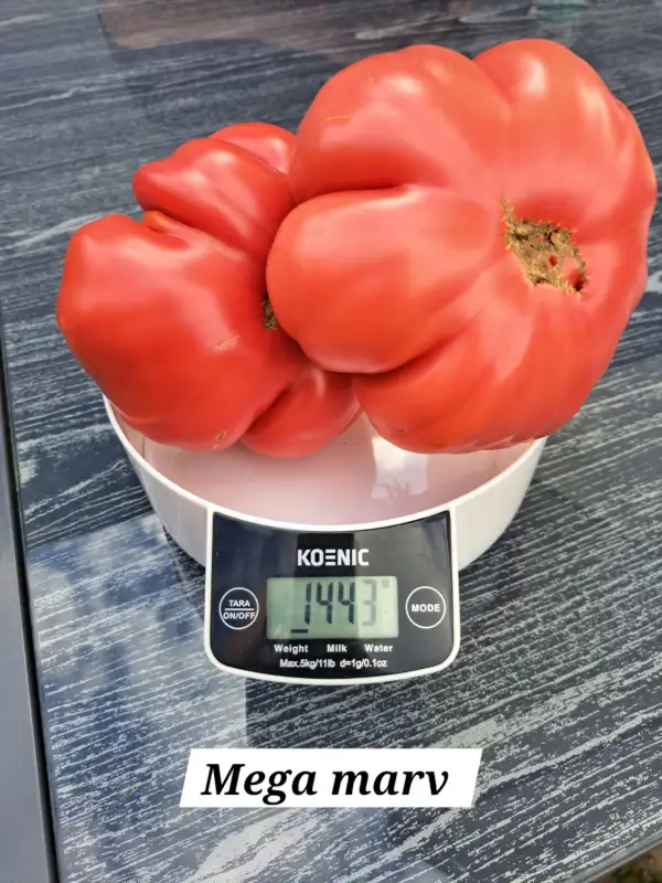 Tomaten: Mega Marv