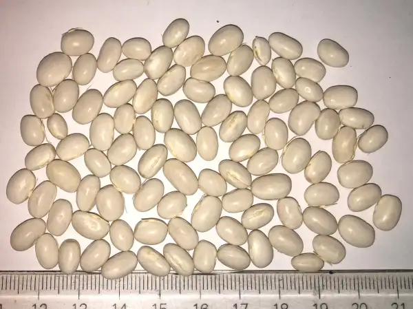 Bohnen: Melchese Tros