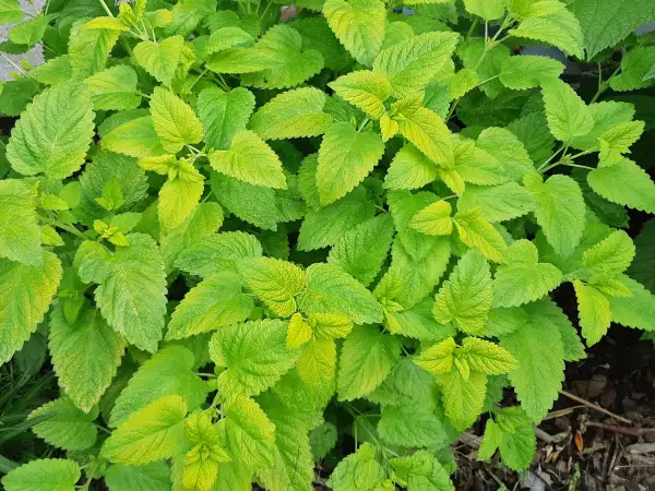 Stauden / Gehölz: Melissa officinalis