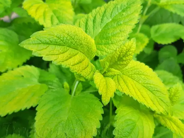 Stauden / Gehölz: Melissa officinalis 