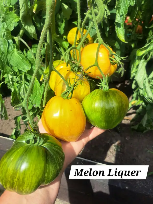 Tomaten: Melon liquer