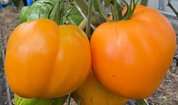 Tomaten: Melon Liqueur