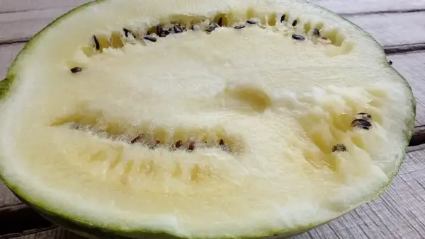 Melonen: Melone Cream of Saskatchewan - Königin der Melonen