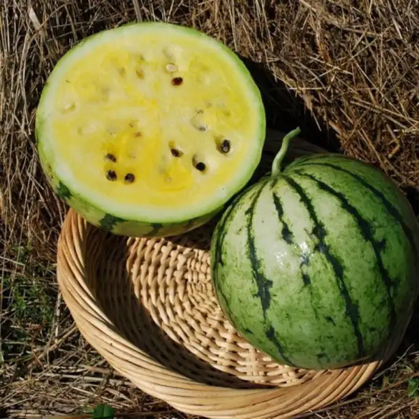 andere Gemüse: Melone Early Moonbeam