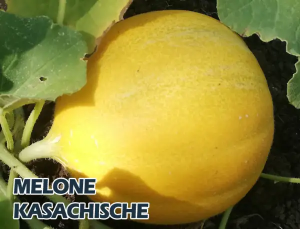 Melonen: Melone Kasachische