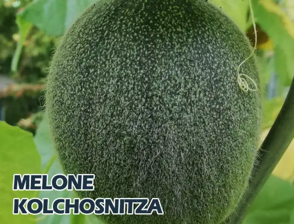 Melonen: Melone Kolchosnitza