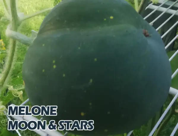 Melonen: Melone moon and stars
