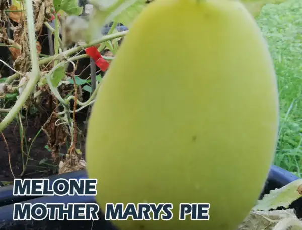 Melonen: Melone Mother Marys Pie