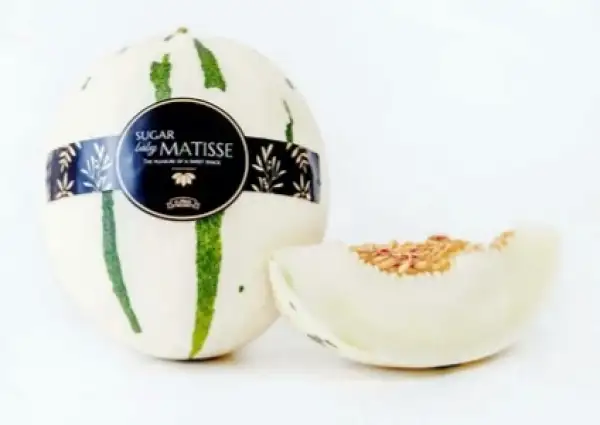 Melonen: Melone Sugar Baby "Matisse"