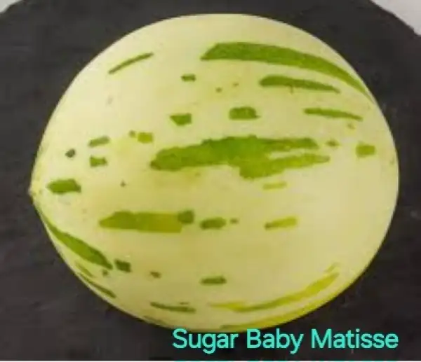 andere Gemüse: Melone Sugar Baby Matisse