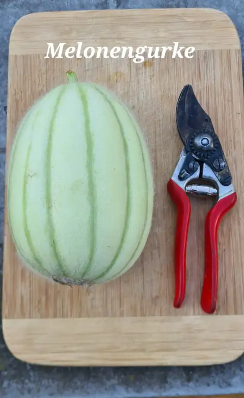 Gurken: Melonengurke