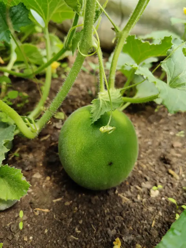 Melonen: Melonengurke "Tondo di Fasano"