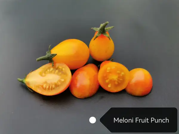 Tomaten: Meloni Fruit Punch