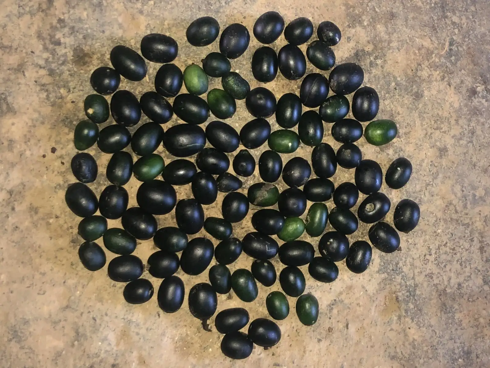 andere Gemüse: Melothria guadalupensis 