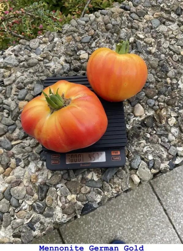 Tomaten: Mennonite German Gold
