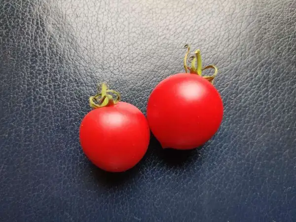 Tomaten: Menryka