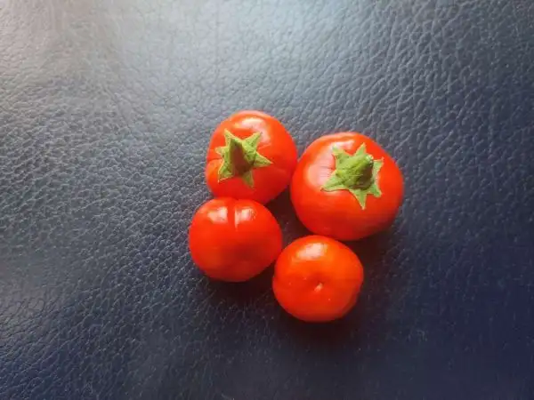 Tomaten: Menschenfressertomate