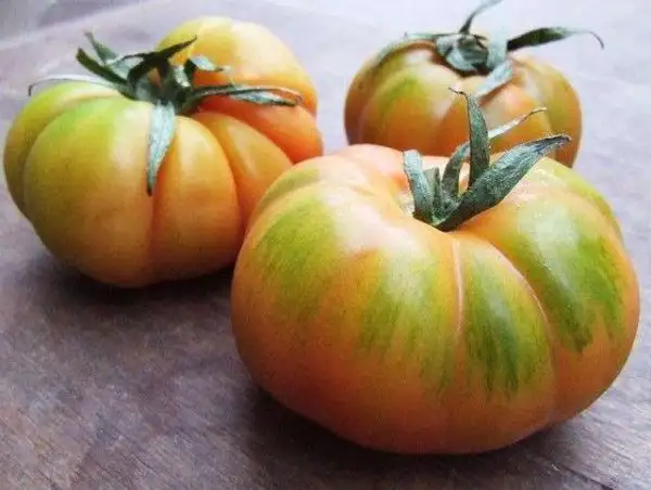 Tomaten: Merinda