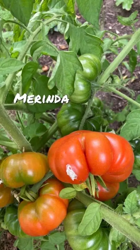 Tomaten: Merinda