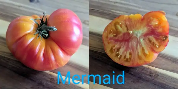 Tomaten: Mermaid