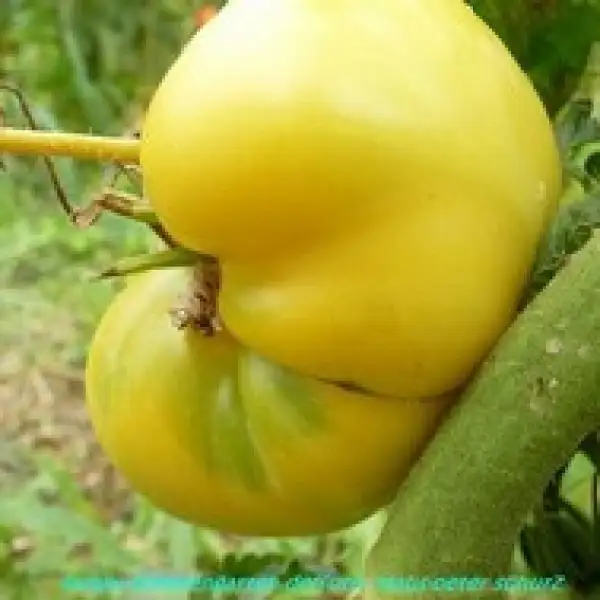 Tomaten: Merveille Blanche