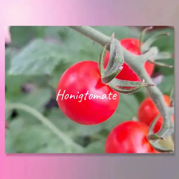 Tomaten: mex.  Honigtomate