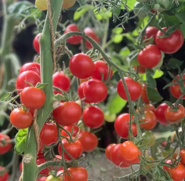 Tomaten: Mex.Honigtomate