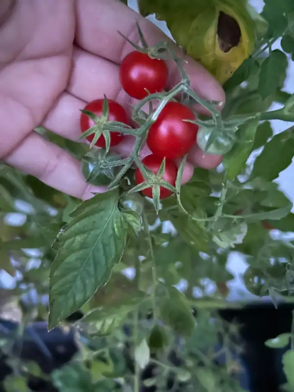 Tomaten: Mex. Honigtomate