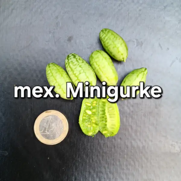 Gurken: Mex. Minigurke
