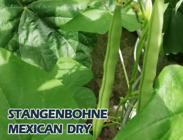 Bohnen: Mexican Dry