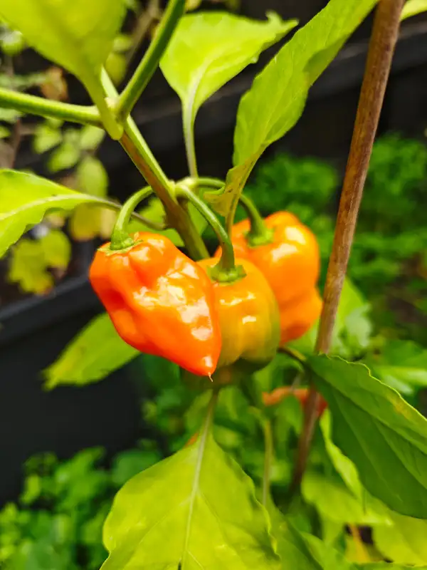 Chili / Paprika: Mexican Habanero Orange
