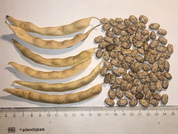 Bohnen: Mexican Pinto