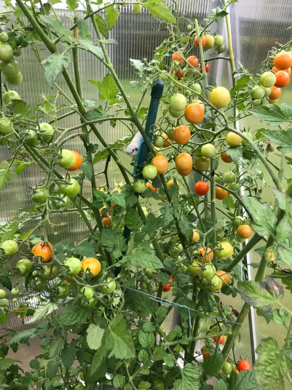 Tomaten: Mexikan. Honigtomate