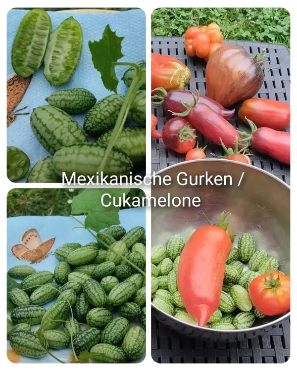 Gurken: Mexikanische Gurken / Cukamelone