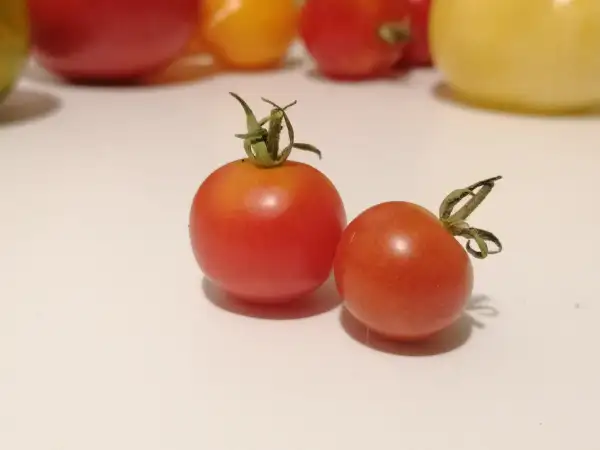 Tomaten: Mexikanische Honigtomate