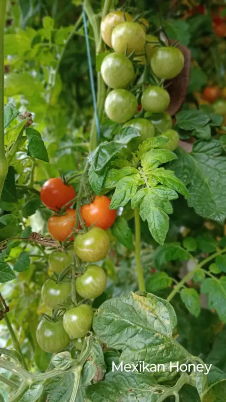 Tomaten: Mexikanische Honigtomate