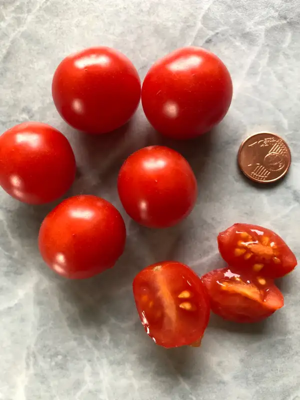 Tomaten: Mexikanische Honigtomate