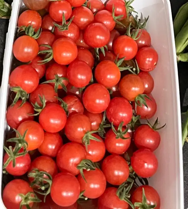 Tomaten: Mexikanische Honigtomate