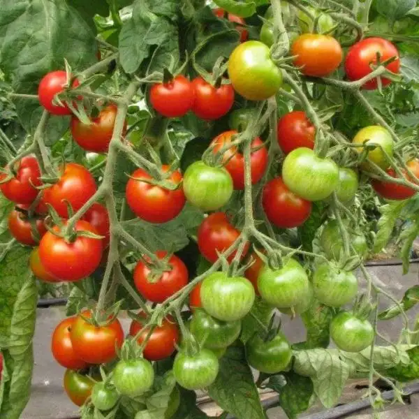 Tomaten: Mexikanische Honigtomate