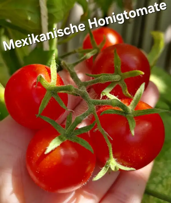 Tomaten: Mexikanische Honigtomate