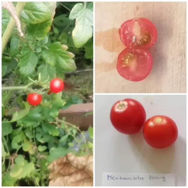 Tomaten: Mexikanische Honigtomate