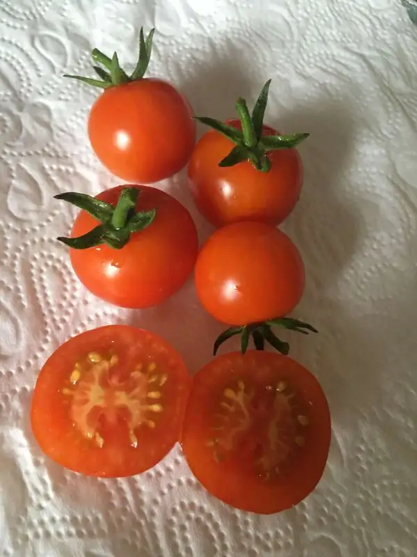 Tomaten: Mexikanische Honigtomate