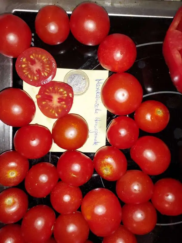 Tomaten: Mexikanische Honigtomate