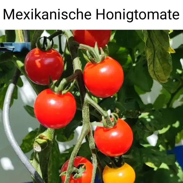 Tomaten: Mexikanische Honigtomate