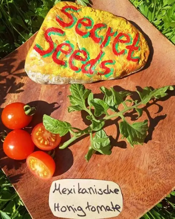 Tomaten: Mexikanische Honigtomate