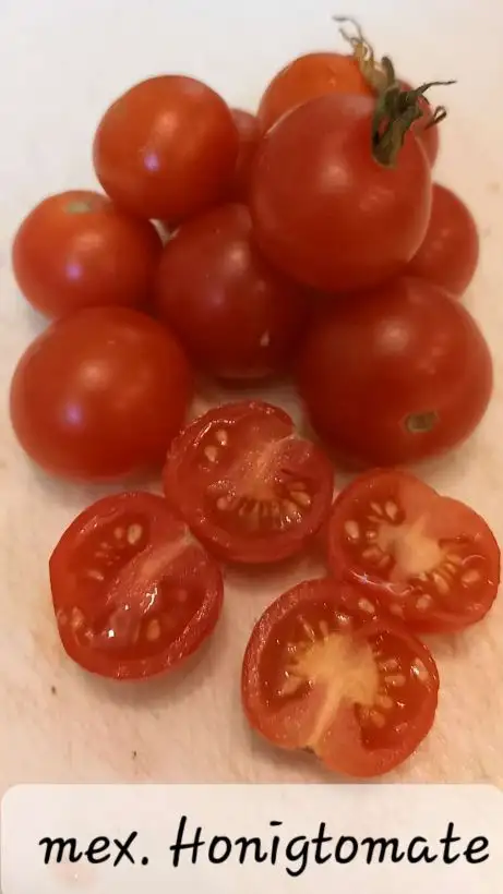 Tomaten: Mexikanische Honigtomate