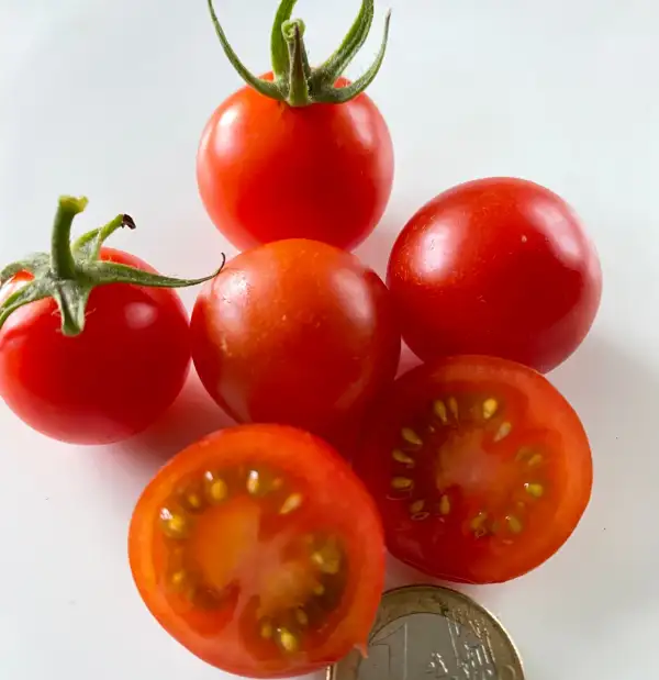 Tomaten: Mexikanische Honigtomate