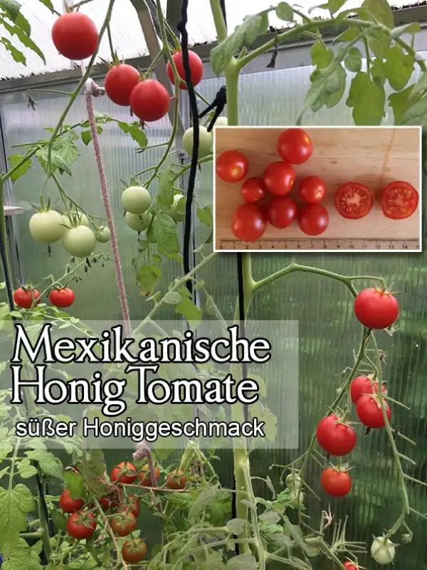 Tomaten: Mexikanische Honigtomate